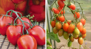 Popis empírové odrůdy rajčat a její výnos